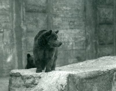 Młody niedźwiedź brunatny w londyńskim zoo, czerwiec 1914 r. autorstwa Frederick William Bond