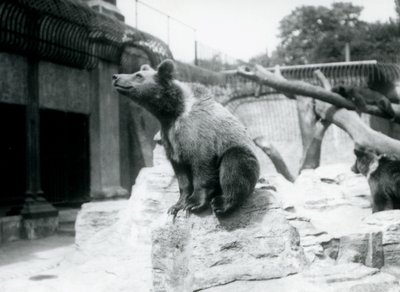 Młody niedźwiedź brunatny siedzący na skale na pierwszym planie, drugi idzie za nim, a trzeci śpi na gałęzi, londyńskie zoo, sierpień 1913 r. autorstwa Frederick William Bond