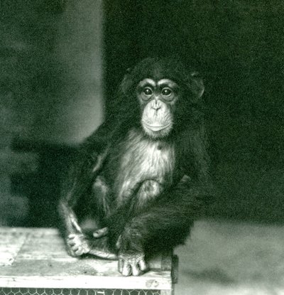 Młody szympans siedzący na drewnianej skrzyni w londyńskim zoo w 1924 r. autorstwa Frederick William Bond