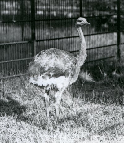 Młode nandu Darwina / Małego Nandu stojącego na trawie, obok ogrodzenia swojego wybiegu, londyńskie zoo autorstwa Frederick William Bond
