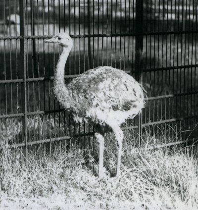 Młode nandu Darwina / Małego Nandu stojącego na trawie, obok ogrodzenia swojego wybiegu, londyńskie zoo autorstwa Frederick William Bond