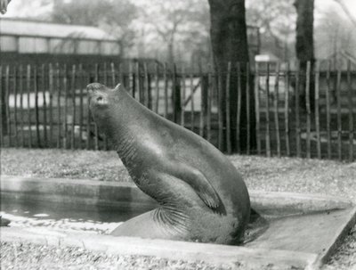 Młoda słoń słonia sięgająca wstecz, londyńskie zoo autorstwa Frederick William Bond