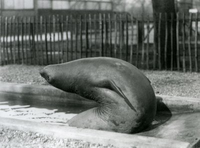 Młoda słoń słonia sięgająca wstecz, londyńskie zoo autorstwa Frederick William Bond