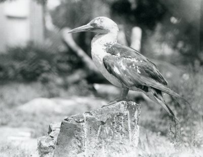Młody głuptak stojący na pniu w londyńskim zoo w 1929 roku (zdjęcie czarno-białe) autorstwa Frederick William Bond