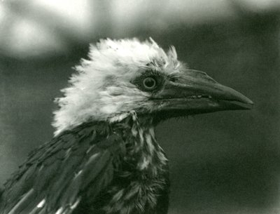 Młody dzioborożec w londyńskim zoo, 1924 autorstwa Frederick William Bond