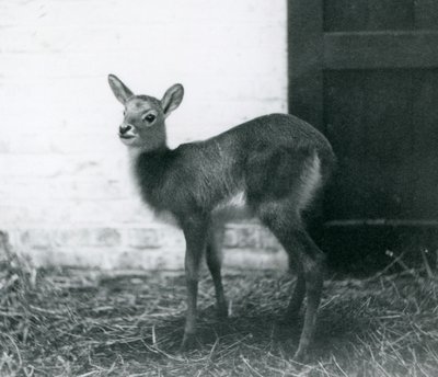 Młody Lechwe stojący na sianie, londyńskie zoo, styczeń 1926 autorstwa Frederick William Bond