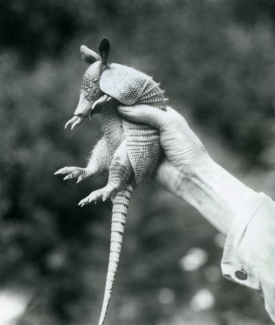 Młody dziewięciopaskowy pancernik długonosy trzymany w dłoni opiekuna, londyńskie zoo, sierpień 1926 autorstwa Frederick William Bond