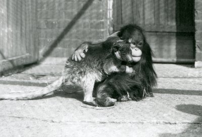 Młody orangutan przytula drzewnego kangura w londyńskim zoo w 1927 roku (zdjęcie czarno-białe) autorstwa Frederick William Bond