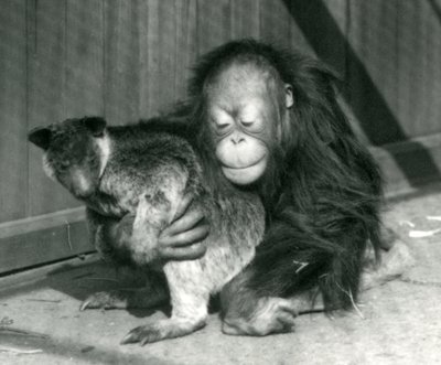 Młody orangutan przytula drzewnego kangura w londyńskim zoo w 1927 r. autorstwa Frederick William Bond