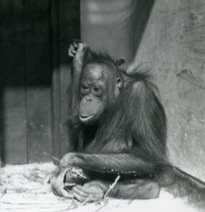 Młody orangutan siedzący w swoim wybiegu w londyńskim zoo, październik 1925 r. autorstwa Frederick William Bond
