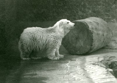 Młody niedźwiedź polarny w londyńskim zoo w listopadzie 1924 r. autorstwa Frederick William Bond