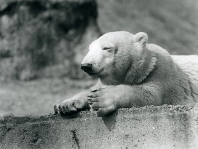 Młody niedźwiedź polarny odpoczywający na betonowym gzymsie w londyńskim zoo w 1927 r. autorstwa Frederick William Bond