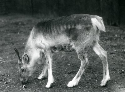 Młody renifer w londyńskim zoo, 1925 autorstwa Frederick William Bond
