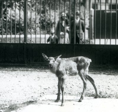 Młody Wapiti/Elk stojący na wybiegu, z gośćmi patrzącymi przez bary, londyńskie zoo, sierpień 1927 (zdjęcie czarno-białe) autorstwa Frederick William Bond