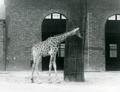 Młoda żyrafa samica stojąca przed drzewem, na wybiegu przed Giraffe House, londyńskie zoo autorstwa Frederick William Bond