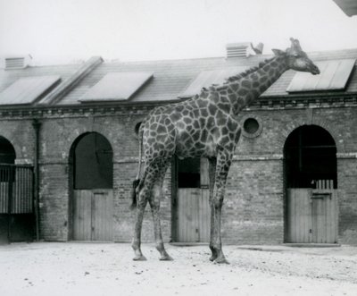 Młody samiec żyrafy stojący na swoim padoku przed domem żyraf w londyńskim zoo autorstwa Frederick William Bond
