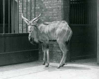 Młody samiec Greater Kudu stojący na swoim wybiegu w londyńskim zoo w 1929 roku (zdjęcie czarno-białe) autorstwa Frederick William Bond