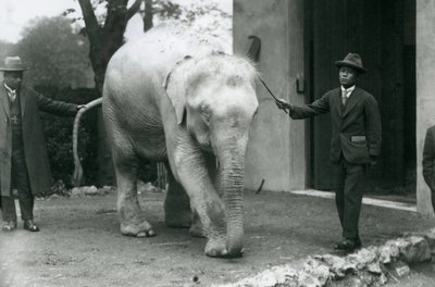 AlbinoWhite Birmese Elephant Pawah z opiekunami, w tym dr Saw Po Min, londyńskie zoo, maj 1926 autorstwa Frederick William Bond