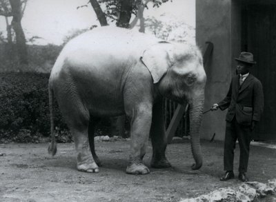 Biały słoń albinos Pawah z dr Saw Po Min, londyńskie zoo, maj 1926 r. autorstwa Frederick William Bond