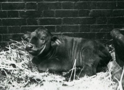 Cielę African Cape Buffalo, urodzone w menażerii 8 lutego 1927, leżące w słomie, londyńskie zoo, luty 1927 autorstwa Frederick William Bond