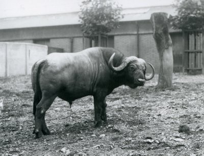 Bawół afrykański, czyli Cape Buffalo, stojący na swoim padoku w londyńskim zoo, 1927 autorstwa Frederick William Bond