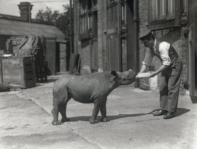 Nosorożec afrykański, Kathlene, i opiekun Harry Warryck w ZSL London Zoo, wrzesień 1928 r. autorstwa Frederick William Bond