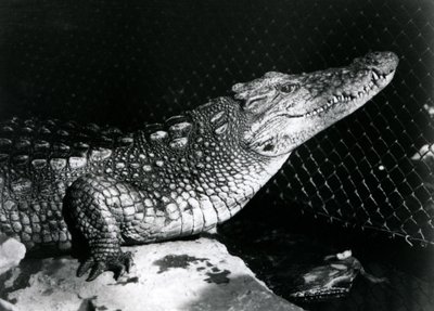 Aligator amerykański w londyńskim zoo we wrześniu 1924 r. autorstwa Frederick William Bond