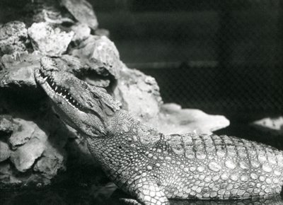Aligator amerykański odpoczywający w basenie, spoglądający na skały z boku basenu, londyńskie zoo autorstwa Frederick William Bond