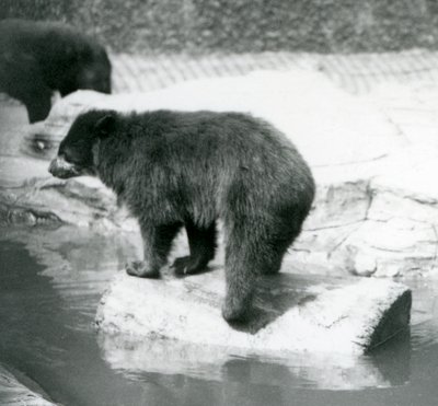Andyjski niedźwiedź okularowy balansujący na kłodzie w sadzawce, londyńskie zoo, czerwiec 1925 autorstwa Frederick William Bond