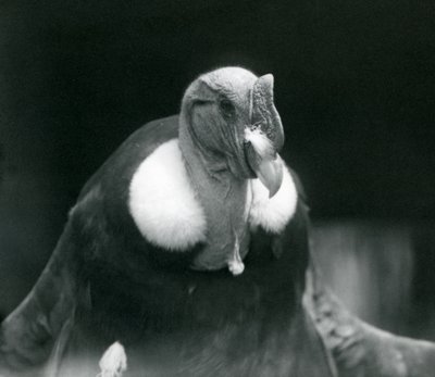 Kondor andyjski w londyńskim zoo w 1926 r. autorstwa Frederick William Bond