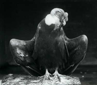 Kondor andyjski odpoczywający na kłodzie, londyńskie zoo, 1925 autorstwa Frederick William Bond