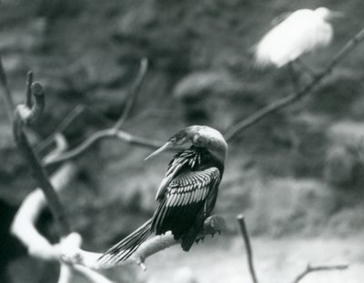 Anhinga American DarterSnakebirdWater Turkey siedzący na gałęzi w londyńskim zoo we wrześniu 1927 r. autorstwa Frederick William Bond