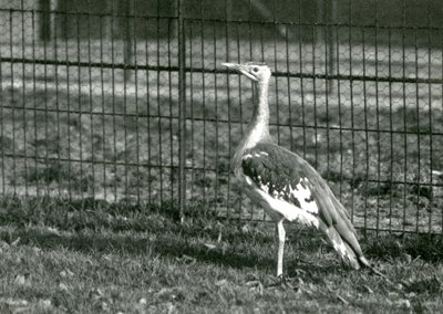 drop arabski stojący na wybiegu w londyńskim zoo, 1924 autorstwa Frederick William Bond