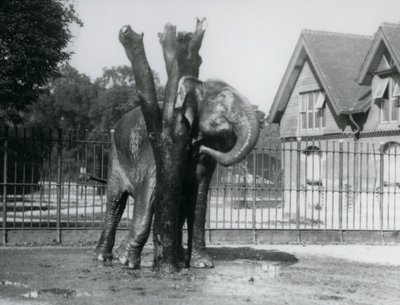 Słoń azjatycki drapiący się za uchem na drapaku w swoim wybiegu, londyńskie zoo autorstwa Frederick William Bond