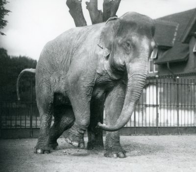 Słoń azjatycki drapie się o martwe drzewo, londyńskie zoo autorstwa Frederick William Bond