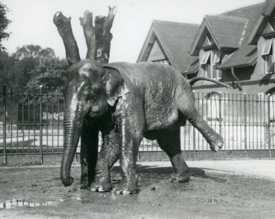 Słoń azjatycki drapie się o martwe drzewo, balansując na trzech nogach, londyńskie zoo autorstwa Frederick William Bond