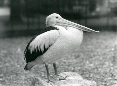 Pelikan australijski stojący na kamieniu w londyńskim zoo w 1929 roku (zdjęcie czarno-białe) autorstwa Frederick William Bond