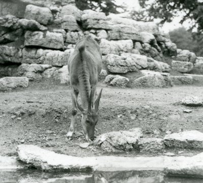 Eland pasący się na wybiegu Antelope Paddock w londyńskim zoo w 1929 roku (zdjęcie czarno-białe) autorstwa Frederick William Bond