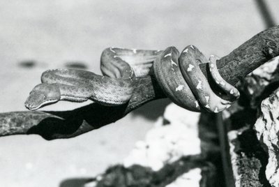 Boa szmaragdowy ze zwiniętym ciałem wzdłuż gałęzi, londyńskie zoo, październik 1928 (zdjęcie czarno-białe) autorstwa Frederick William Bond