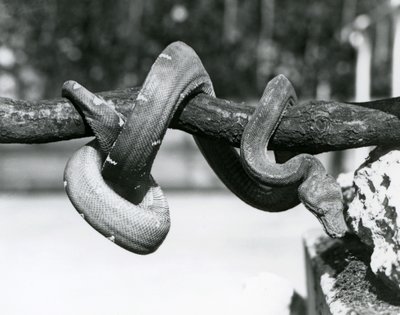 Szmaragdowy boa drzewny z ciałem zwiniętym wzdłuż poziomej gałęzi, patrzący w dół w kierunku ziemi, londyńskie zoo, październik 1928 (zdjęcie czarno-białe) autorstwa Frederick William Bond