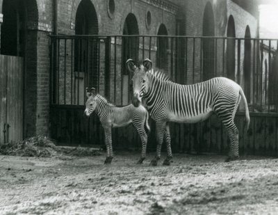 Zebra cesarska An Endangered Grevy, stojąca ze swoim 4-dniowym źrebakiem, na ich padoku w londyńskim zoo w sierpniu 1927 r. autorstwa Frederick William Bond