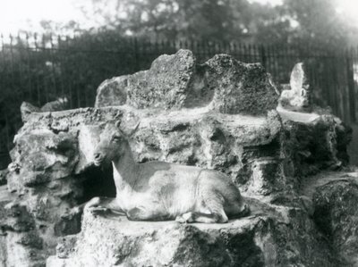 Ibex himalajski odpoczywający na skalnej półce w londyńskim zoo, sierpień 1927 r. autorstwa Frederick William Bond