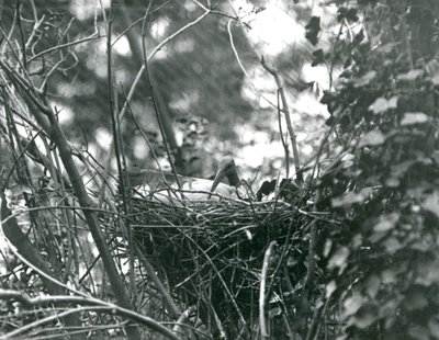 Ibis siedzący na swoim gnieździe w londyńskim zoo w 1924 r autorstwa Frederick William Bond