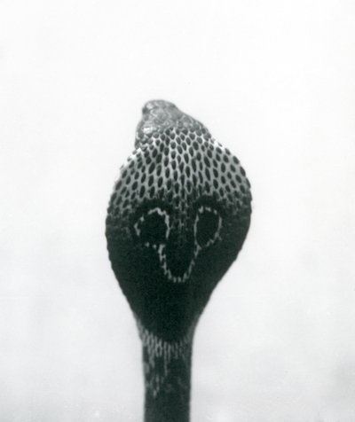 An Indian SpectacledAsian Binocellate Cobra z podniesioną głową i rozkloszowanym kapturem, Londyńskie Zoo, październik 1925 autorstwa Frederick William Bond