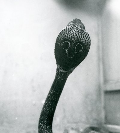 An Indian SpectacledAsian Binocellate Cobra z podniesioną głową i rozkloszowanym kapturem, Londyńskie Zoo, październik 1925 autorstwa Frederick William Bond