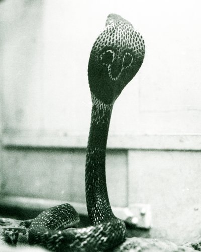 An Indian SpectacledAsian Binocellate Cobra z podniesioną głową i rozkloszowanym kapturem, Londyńskie Zoo, październik 1925 autorstwa Frederick William Bond