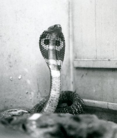 An Indian SpectacledAsian Binocellate Cobra z podniesioną głową i rozkloszowanym kapturem, Londyńskie Zoo, październik 1925 autorstwa Frederick William Bond
