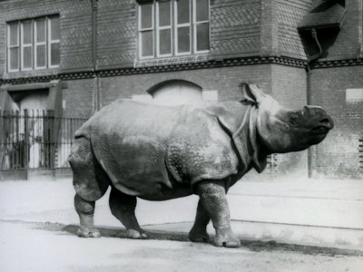 Nosorożec indyjski w londyńskim zoo, 1927 autorstwa Frederick William Bond