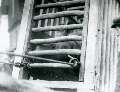Nosorożec indyjski wygląda z drewnianej skrzyni transportowej po przybyciu do londyńskiego zoo w 1924 r. autorstwa Frederick William Bond