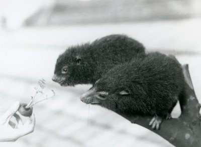 Dorosły i młody góralek zachodni siedzą na gałęzi i pochylają się nad marchewką, którą trzymają do jedzenia, londyńskie zoo autorstwa Frederick William Bond